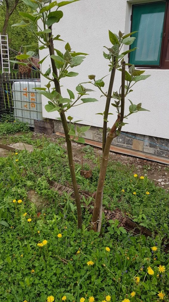 Copaci Paulownia