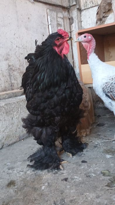 Disponibilă pereche brahma negru