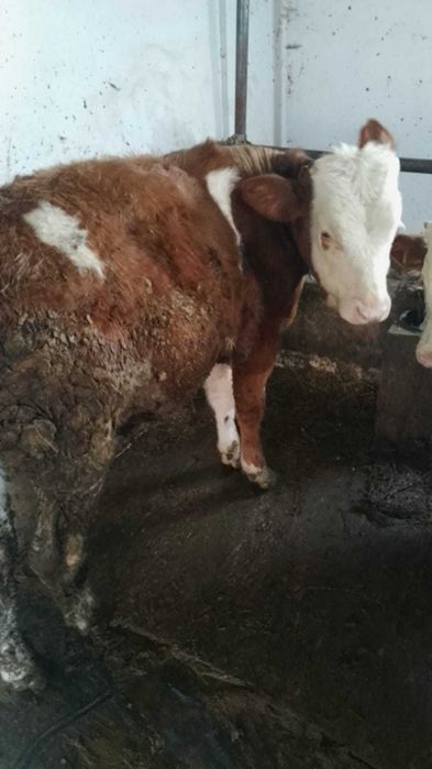 Vând tăuraș de 7 luni