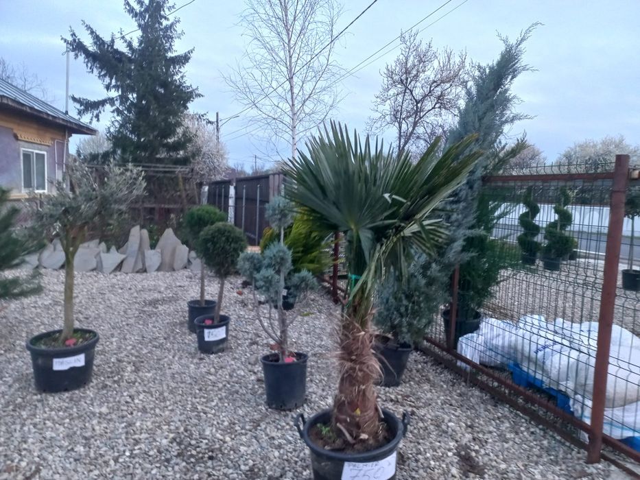 Vând plante ornamentale