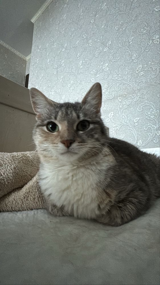 Кошка.         .