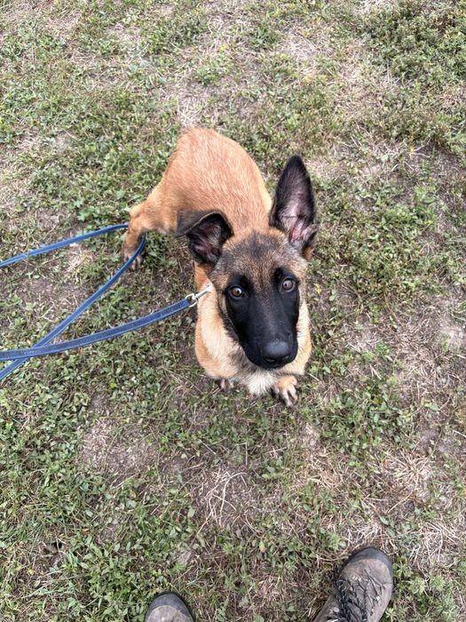 Mascul Malinois cu Pedigree FCI