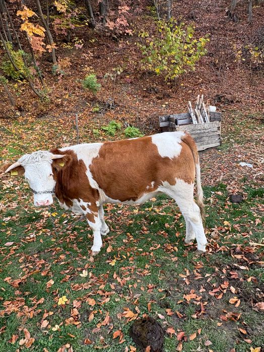 vând junica gestantă în 5 luni