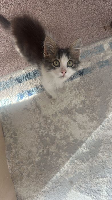 Отдам котенка девочка