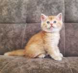 Продается шотландский котенок