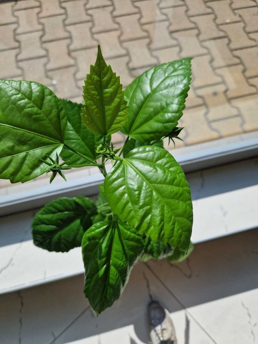 Китайска роза - червени цветове - 55см