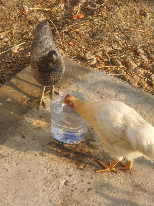 Еш жужалар сотилади