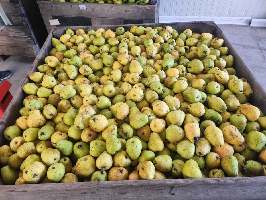 PERE Industrie/ Sucuri 2 LEI / KG