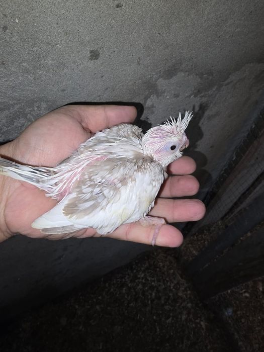 Pui nimfa de crescut la seringa