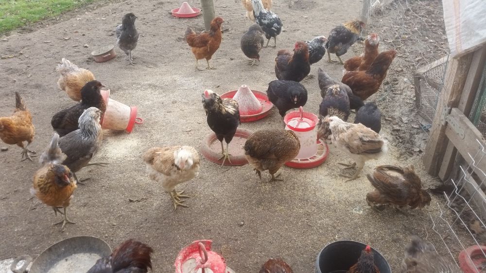 Vând familii de găini Araucana care produc oua verzi fără colesterol