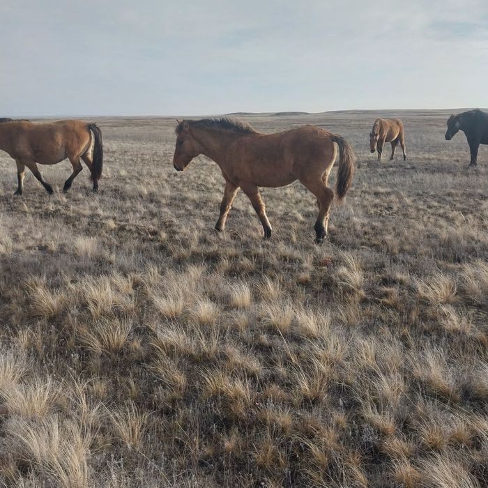 Еркек жабагылар сатылады