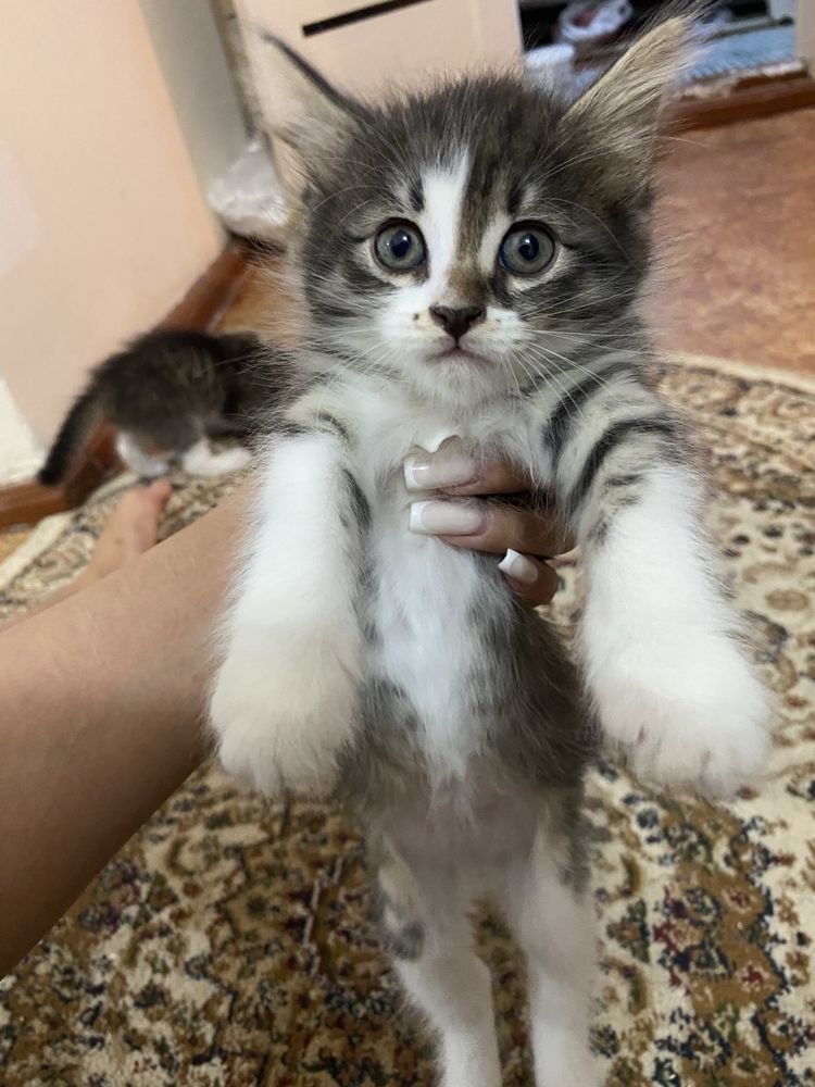 Отдаю только в ответственные, добрые руки!