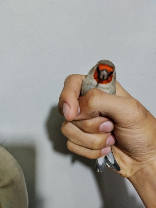 Norchi savala sotiladi