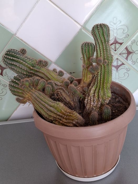 Кактусы,нужна пересадка,по символической цене