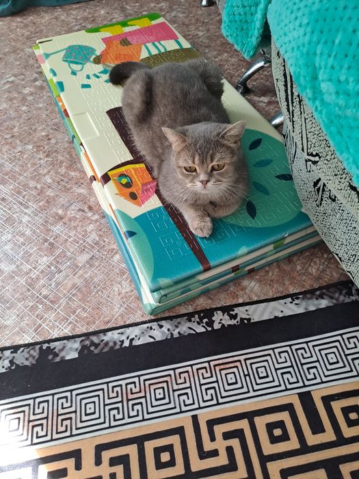 Кошка породистая