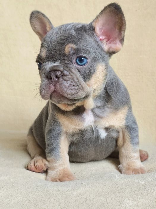 Малыши французики