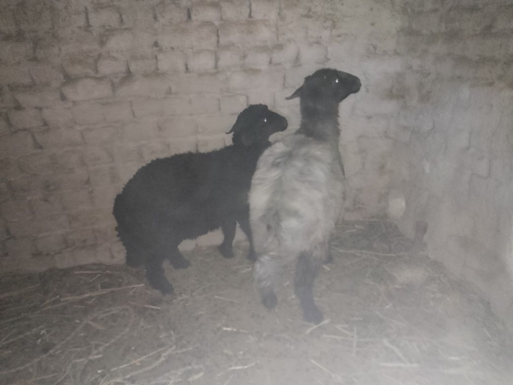 Ena bola qo'y, Arabi, Yangibozor tumani