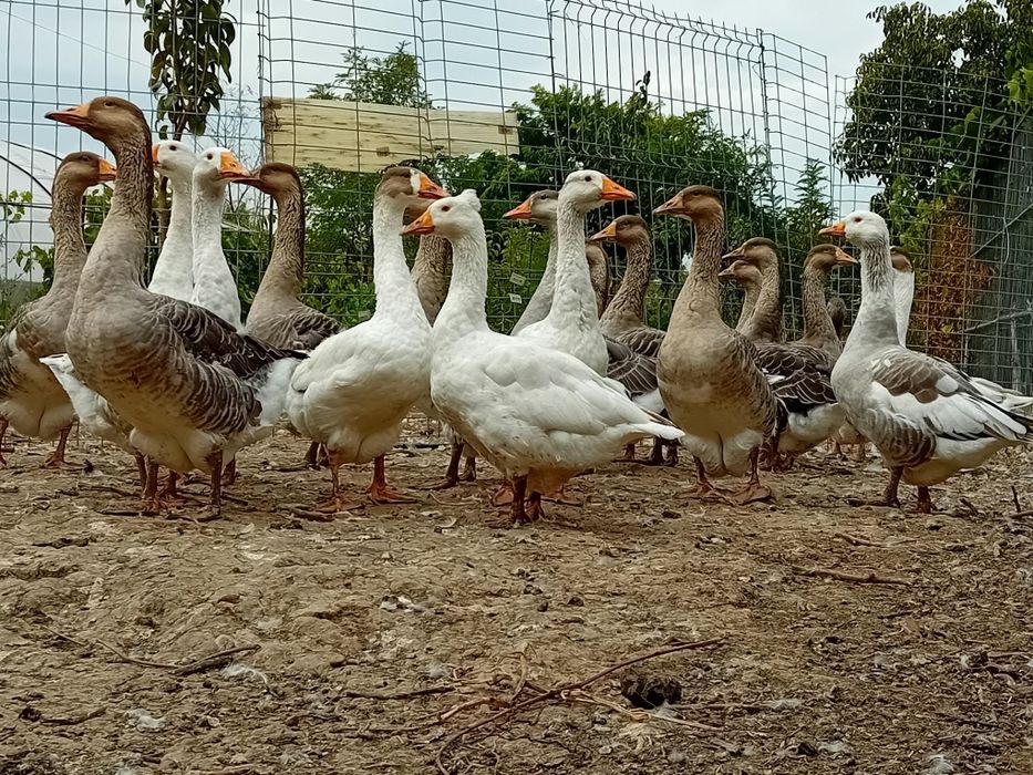 Gâște de Vânzare