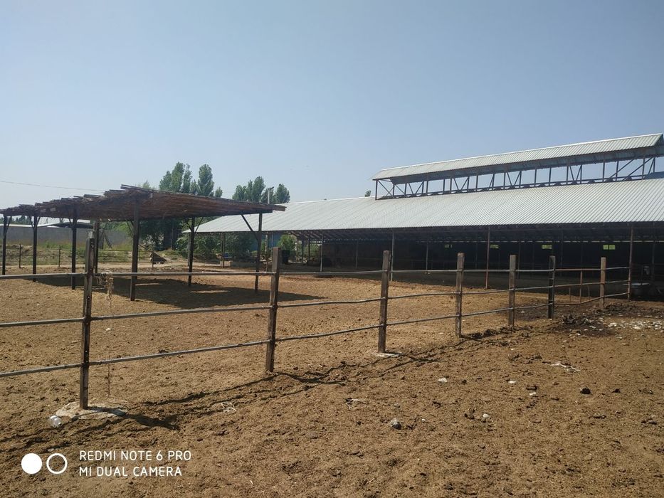 Chorva boqish uchun tayyor ferma barcha hujjatlar joyida