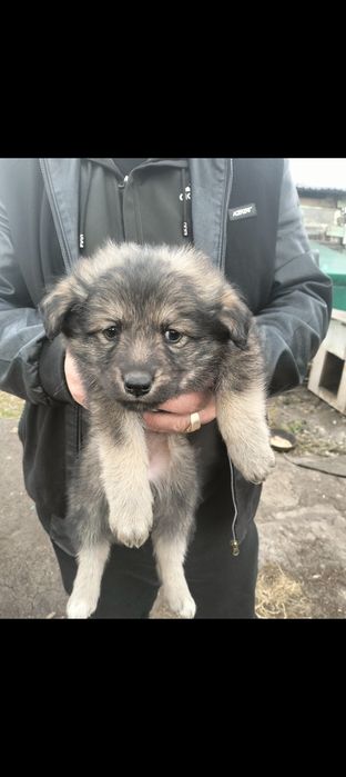 Отдам в хорошие руки девочек 2 месяца.