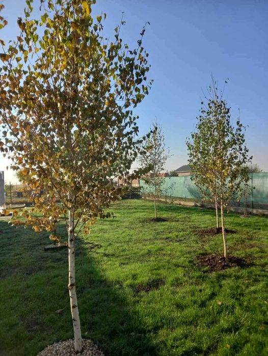 Plante Decorative Mari: Platan, Carpen, Mesteacăn | Calitate Extra