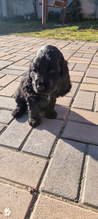 Catelusa english cocker spaniel