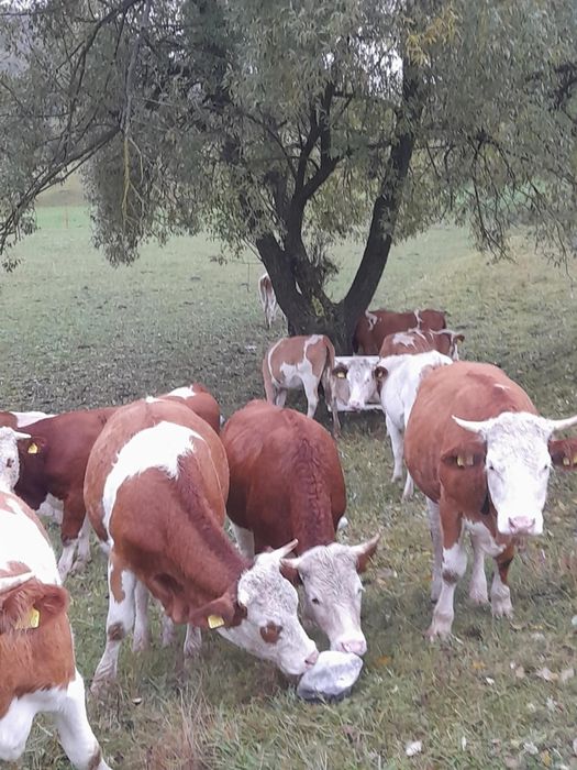 Vând 11 juninci gestante