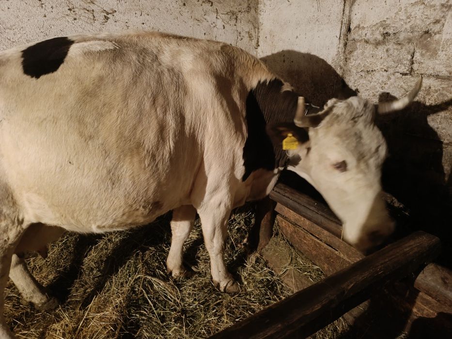 Vaca de vanzare tânără