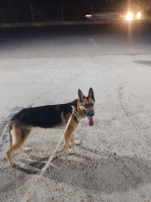 Diqqat eksklyuzif super elon