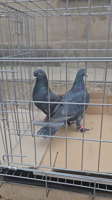 Голуби турецкая такла
