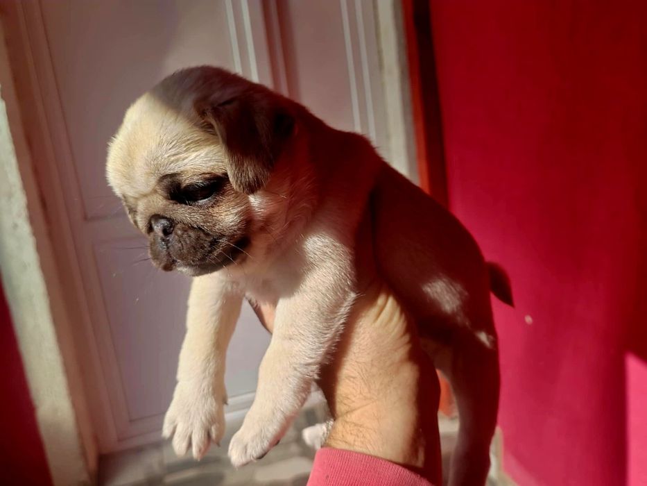 Pui Mops de vânzare