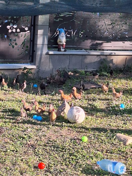 Găini si cocoși rasa mică (americani)