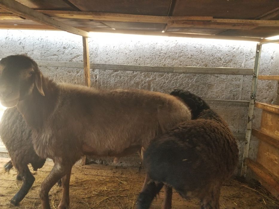 2ta barra 1ta shishak quchqor zotga zur sariq