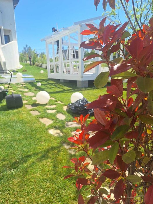 Garduri Vii deosebite | Photinia Red Robin + Grădini Personalizate