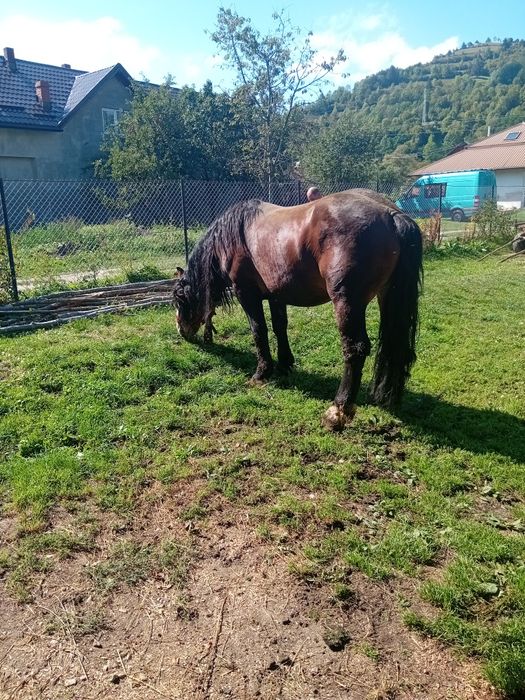 Armasar de vanzare