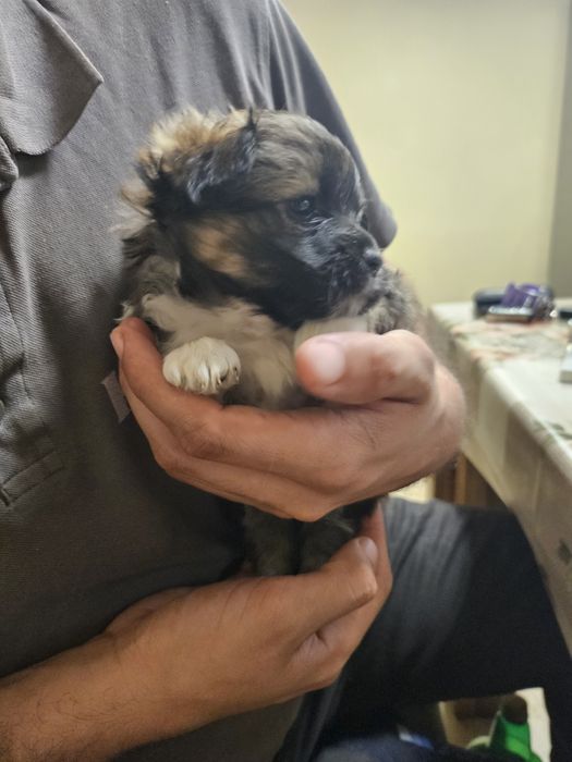 Япоски  Хин  Продавам