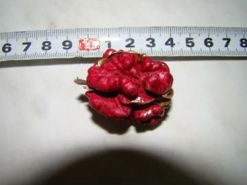 Pomi Fructiferi deosebiti  nuc rubin cu mizul rosu