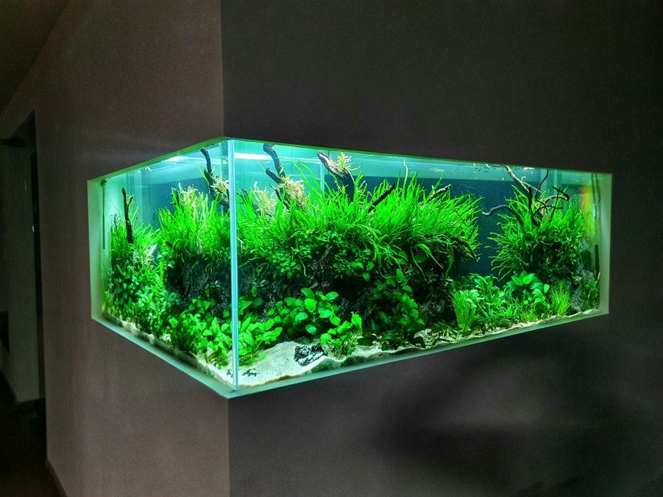 Amenajări Acvarii Personalizate și Mentenanță Profesională DAD