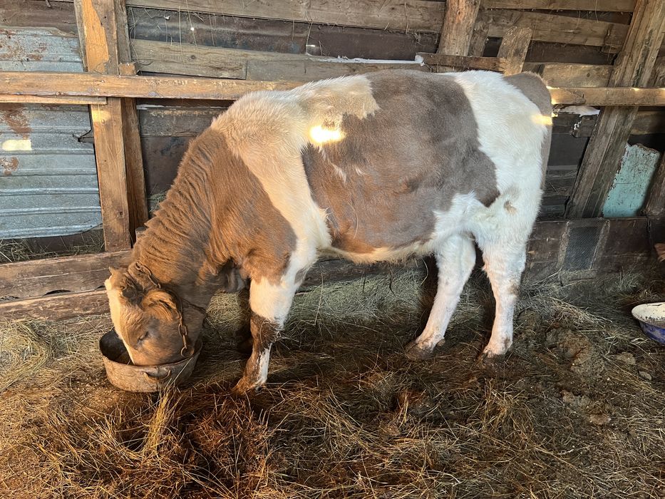 Продам три бычка