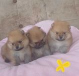Померанский. Шпиц