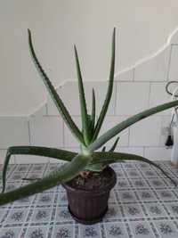 Aloe Vera Medicinală