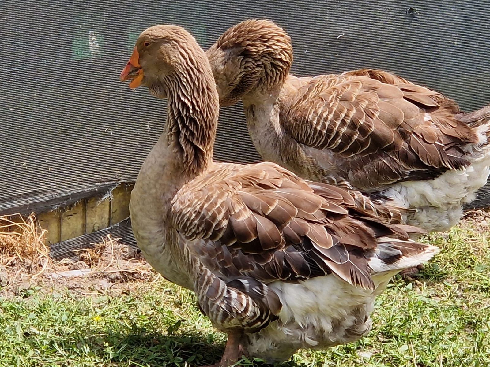 Oua gâște Toulouse