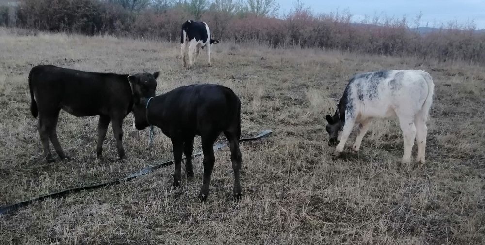 Vand vițele în vârstă de 3-4 luni