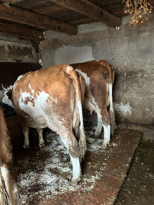 Vand jurinci baltate