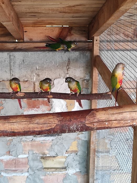 Продавам папагали пирура молина