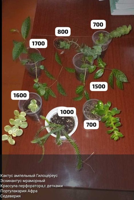 Суккуленты,полянки,укореняшки,срезы