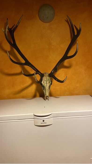 Coarne de cerb