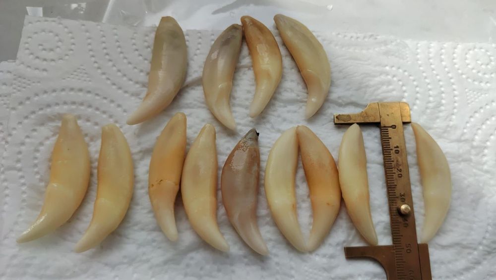 Қасқыр тісі, асығы аю, бұғы, өт ……