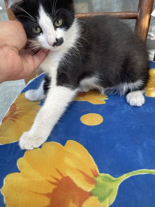 Мъжко коте на 2 месеца
