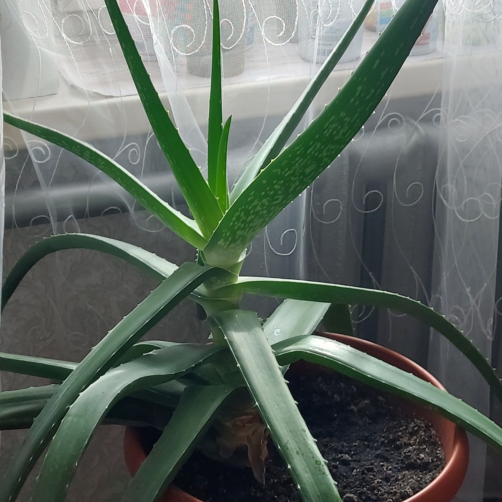 Продадим алоэ с горшком